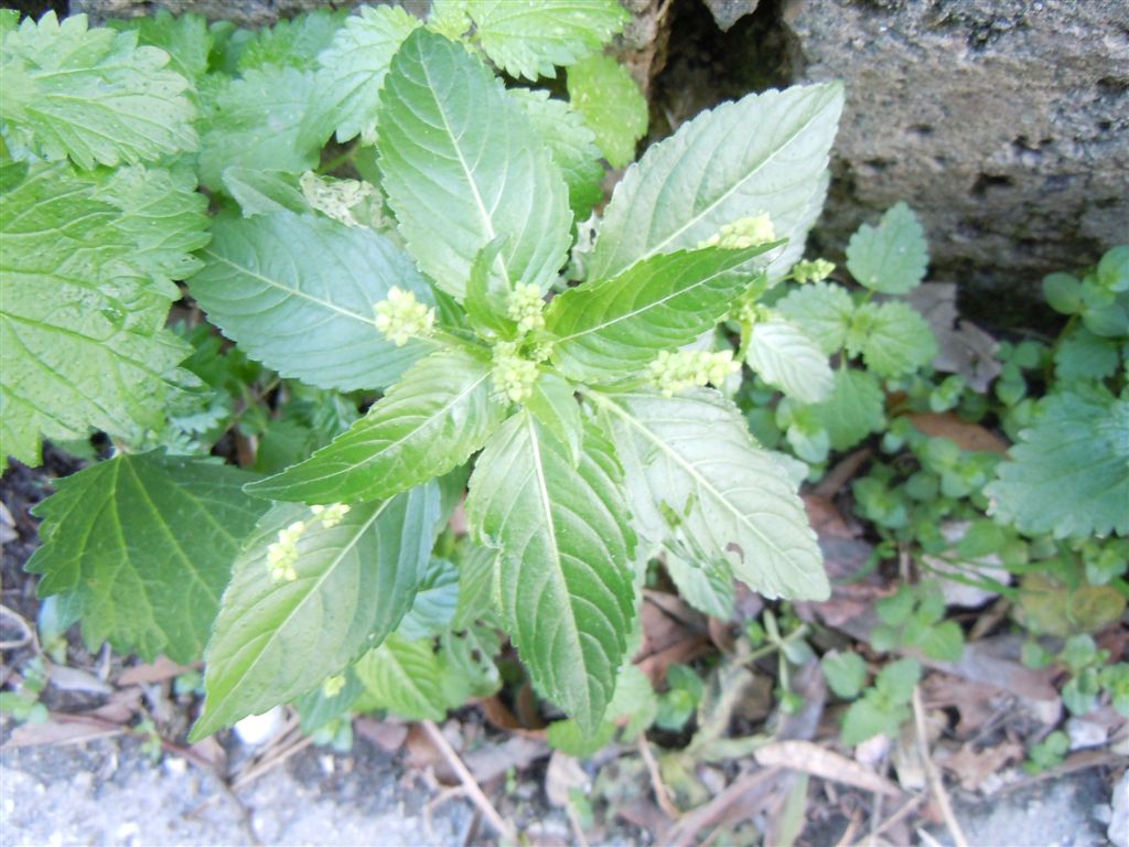Mercurialis annua